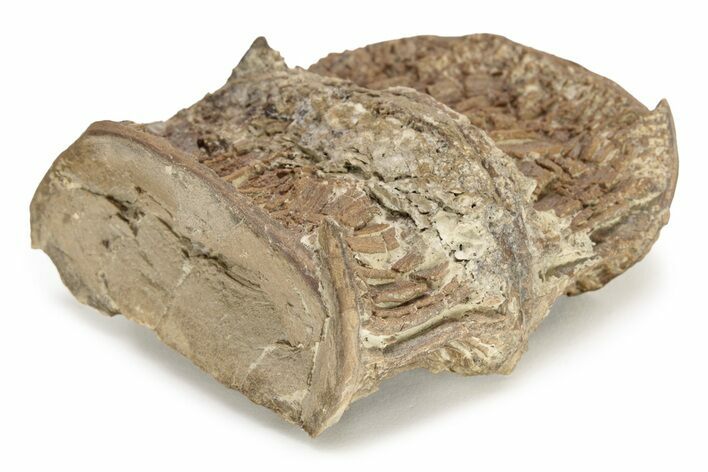 Fossil Xiphactinus (Cretaceous Fish) Vertebrae - Kansas #228306